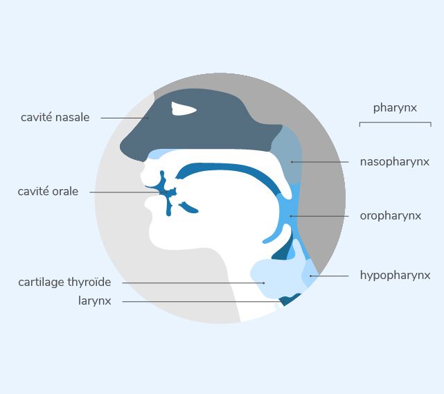 Anatomie de la sphère ORL
