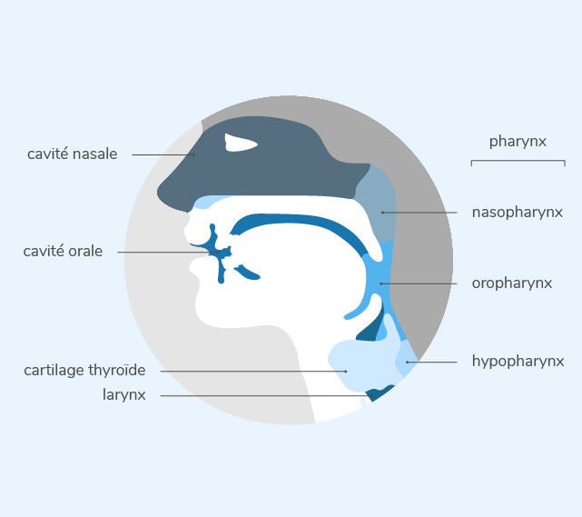 Comprendre les mécanismes du cancer de la sphère ORL | Mon Cancer