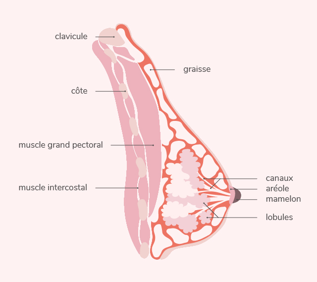 Comprendre l'anatomie et les pathologies du sein