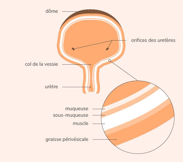 Illustration de l'anatomie de la vessie