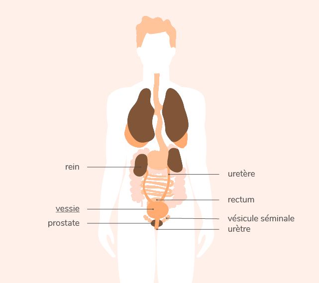 Anatomie de la vessie chez l'homme