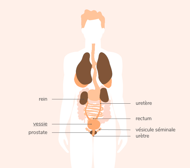 Comprendre les mécanismes du cancer de la vessie | Mon Cancer