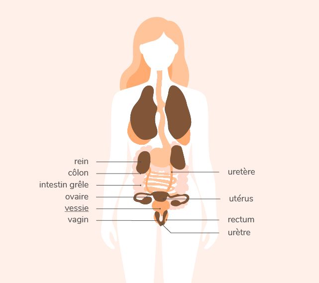 Anatomie de la vessie chez la femme