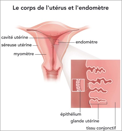 Le corps de l’utérus et l’endomètre. Source : INCa. Brochure « Les traitements du cancer de l’endomètre ». Page 8