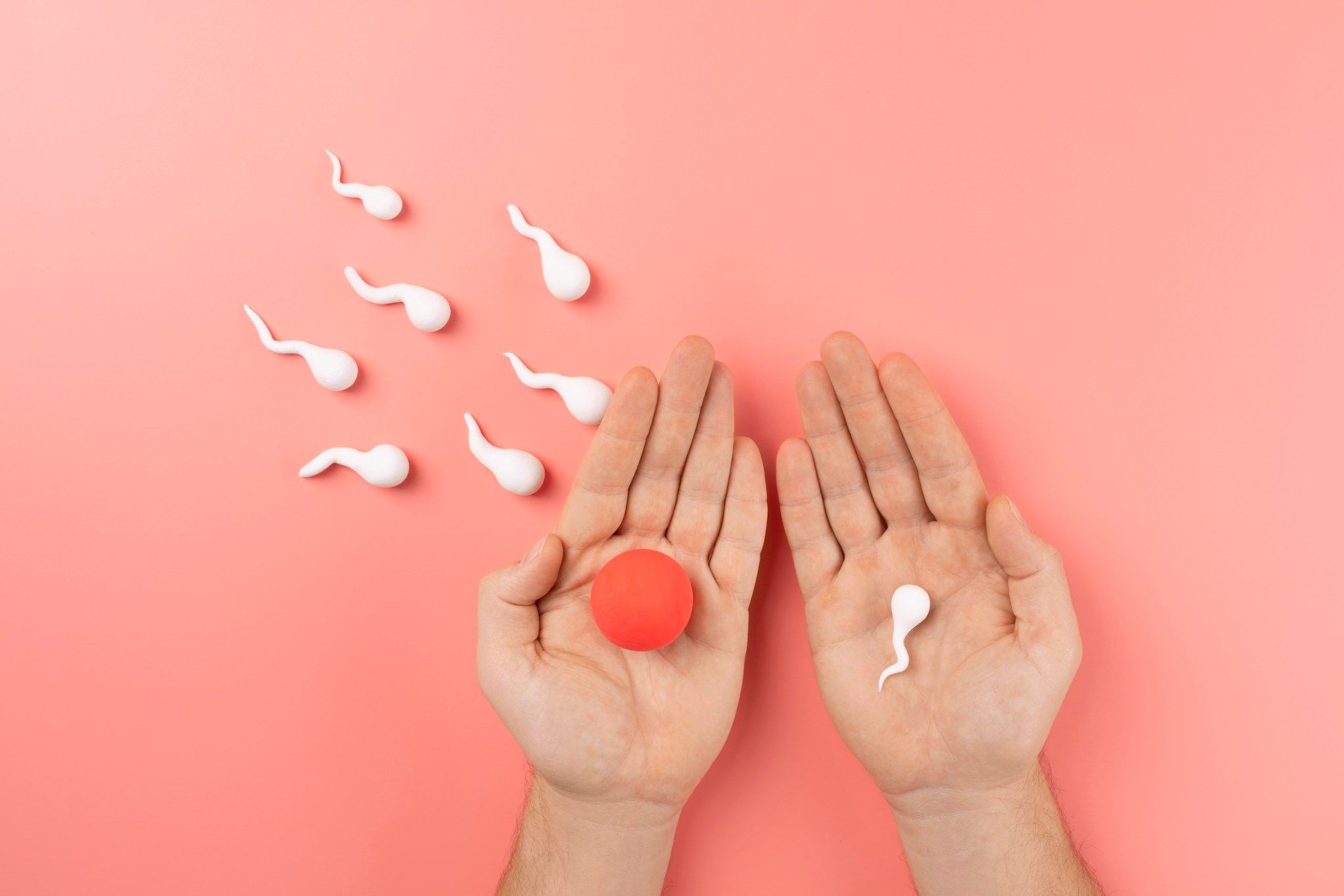 Des mains ouvertes avec des spermatozoïdes en pâte à modeler et une balle rouge en guise d'ovule. 